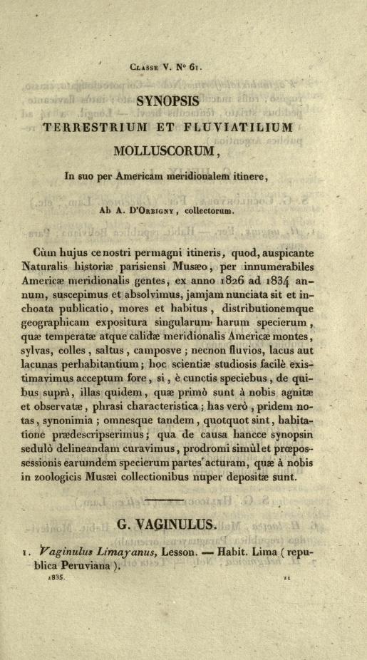Media type: text; d'Orbigny 1835 Description: Magasin de Zoologie, Classe V. No. 61;